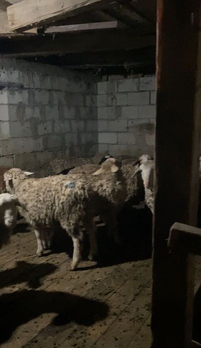 Козылар сатам 45мын тенге