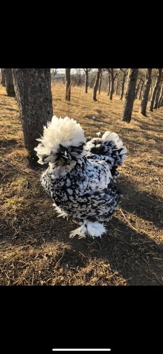 Vand gaini si cocosi motati incaltati barbosi golasi