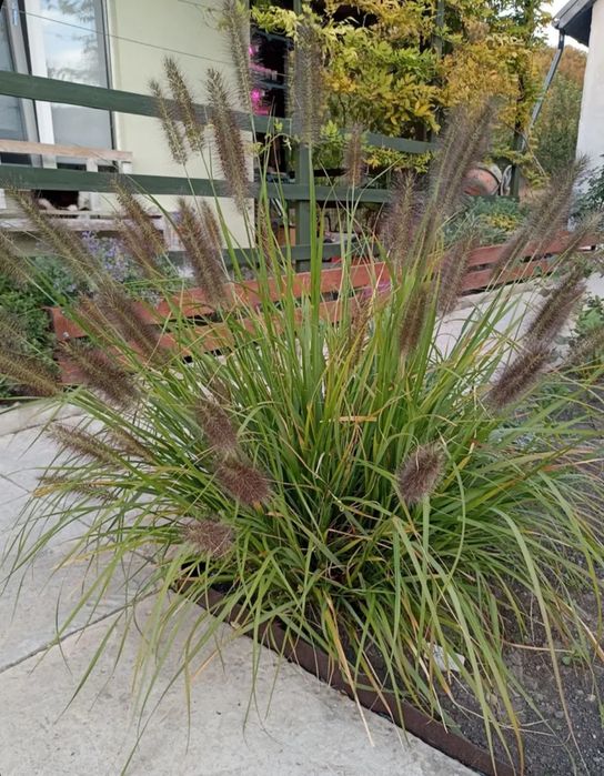 Продам семена декоративных злаков и трав