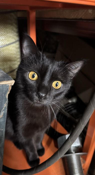 Кошка черная в добрые руки