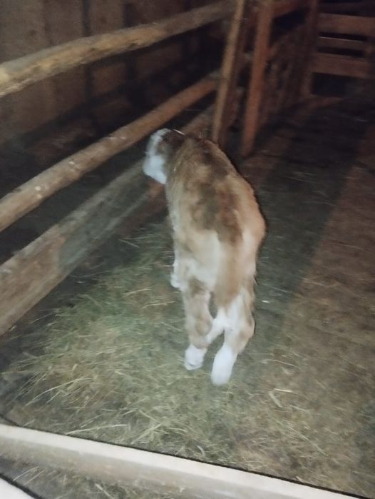 Теленок  бұзау сатылады