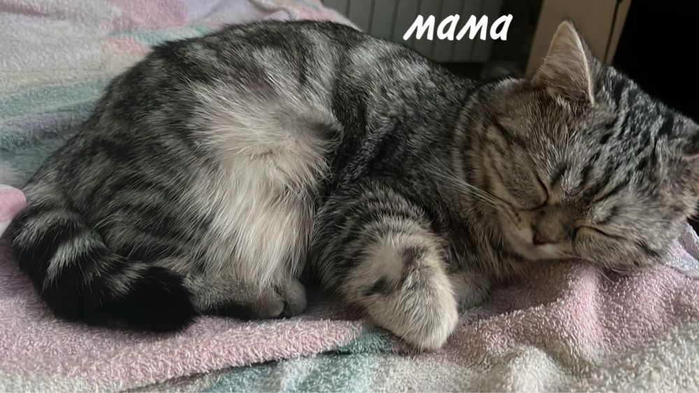 котята ТАББИ британцы с РИНГТЕЙЛОМ