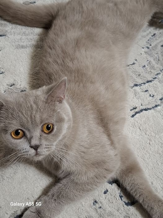 Сотилади срочно мушукча