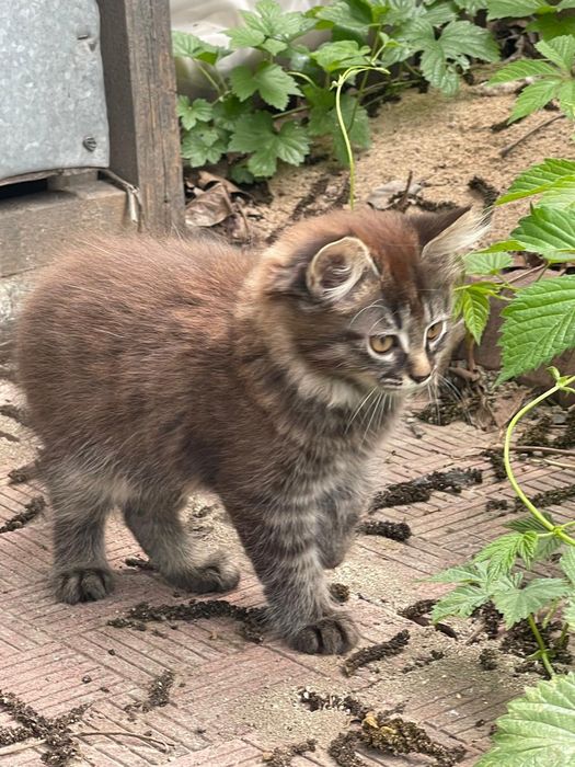 Бесплатно отдаю кошечку!