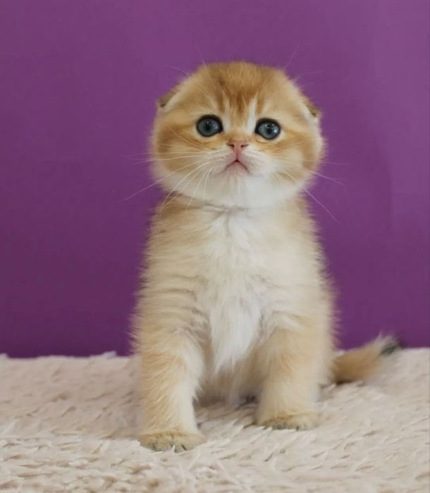 Oltin Shotlandiya burmalari sotiladi - ikkita kichik xazina