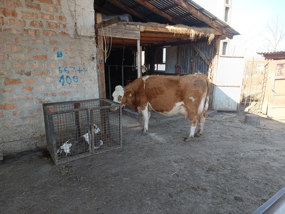 Vând vacă bălțată foarte cuminte