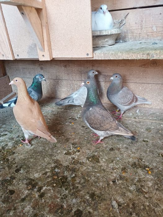 Porumbei meulemans trenton