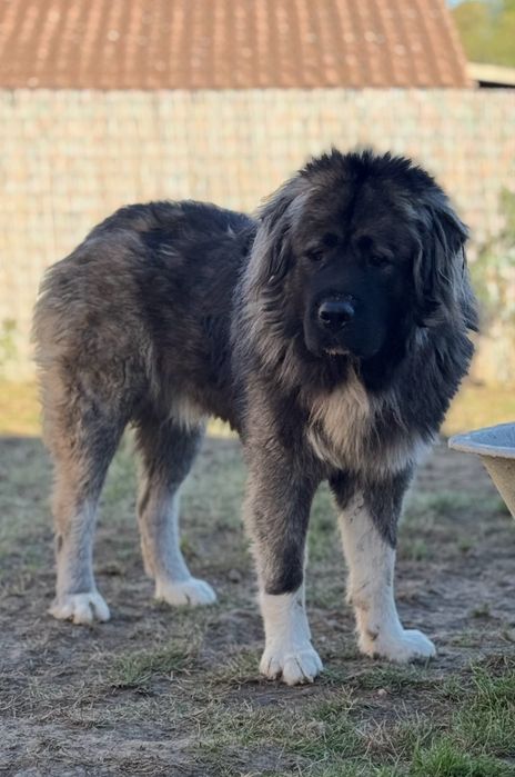 catel ciobanesc caucazian