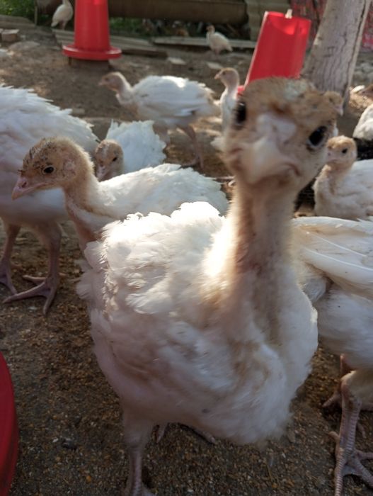 Биг 6 индук жужалар сотилади ваксиналар хаммаси булган