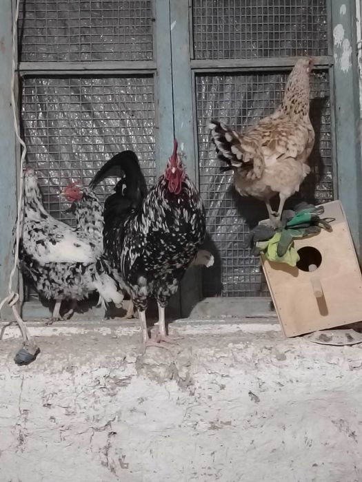 Xonaki parodali tovuqlari sotladi