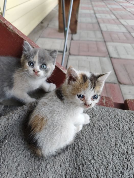 отдам котят бесплатно