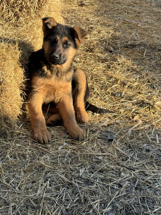 Продам чистакровный овчарка