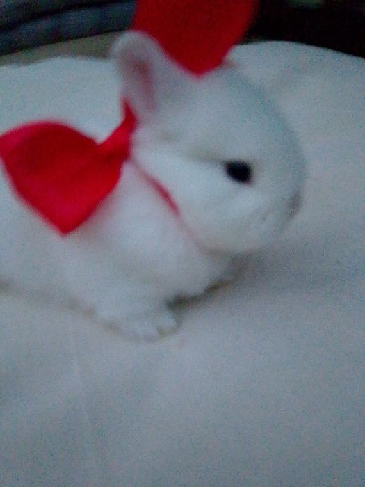 Декоративная кролик