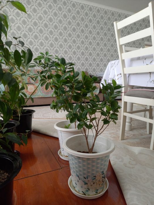 Бөлме гүлдері,уже тал болған