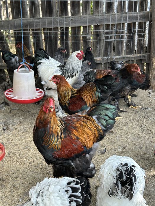 Cocosi brahma potarnichiu si herminat deschis