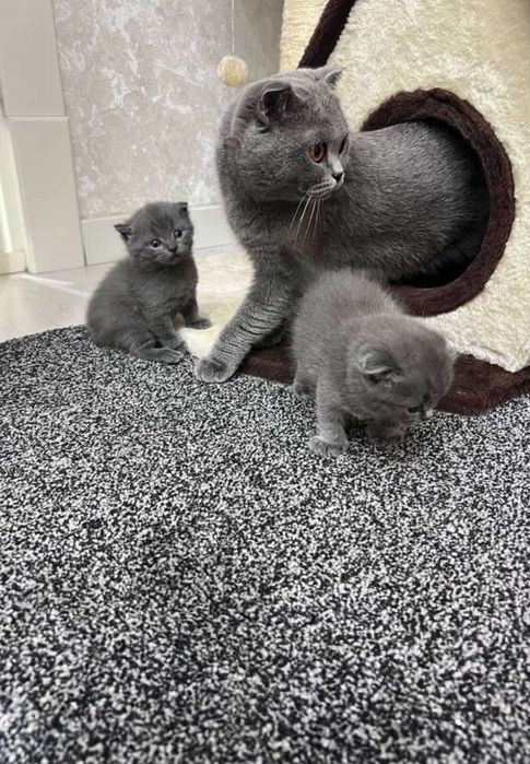 Продается котята