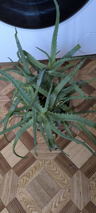 Алоэ взрослый лечебный