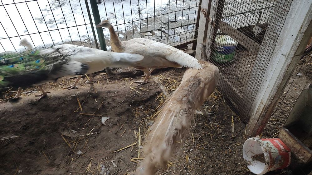 Păuni pt pretențioși!!!