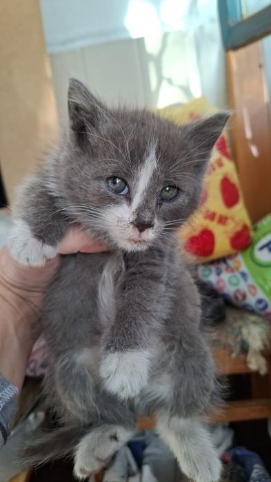 Котята в поисках дома
