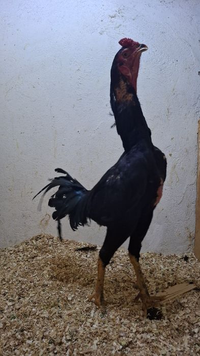 Продам петуха дакана