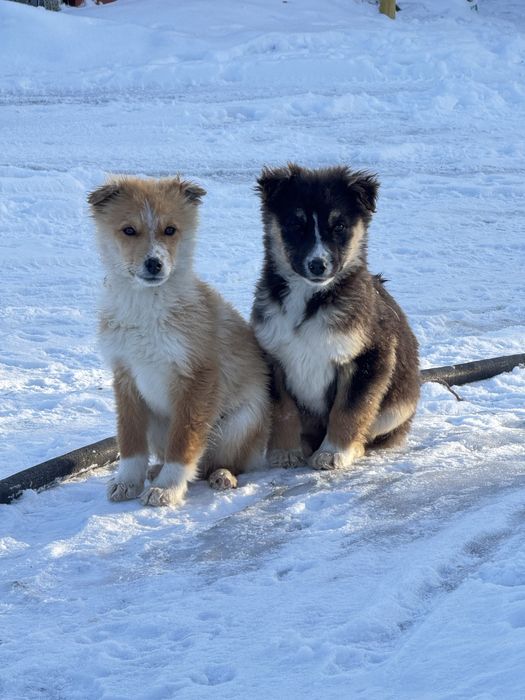 Отдам щенят хороших