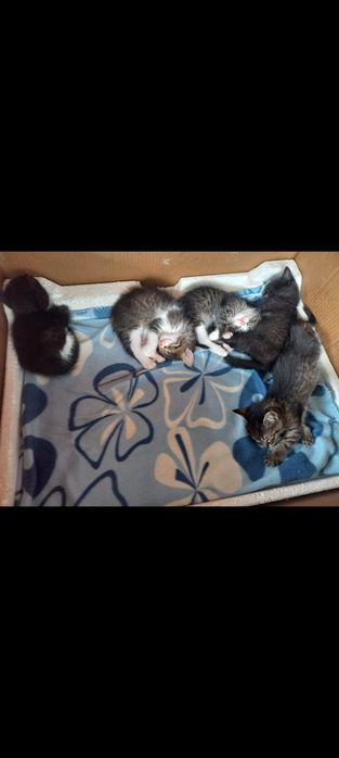 Раздаём котят бесплатно
