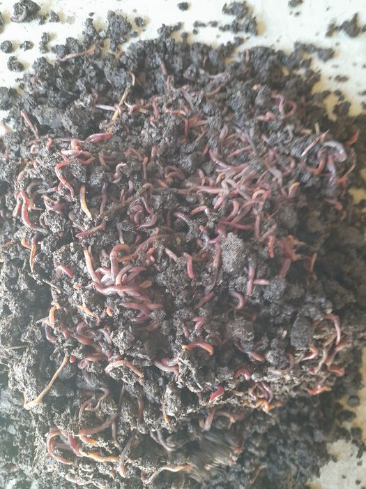 Продаются калифорнийские черви.