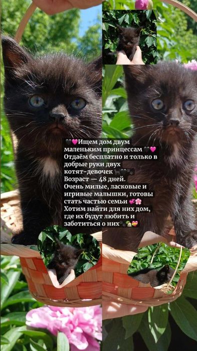 британские котята