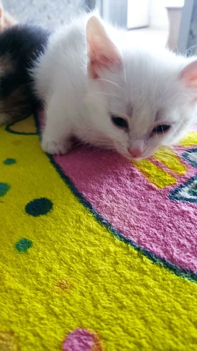 Отдам даром котят