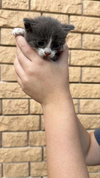 Котята бесплатно с доставкой