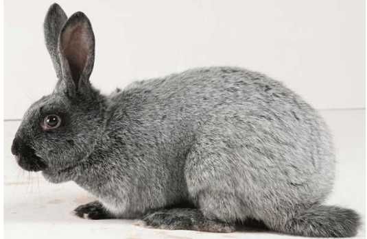 Чистопородные крольчата и крольчиха "Серебро".