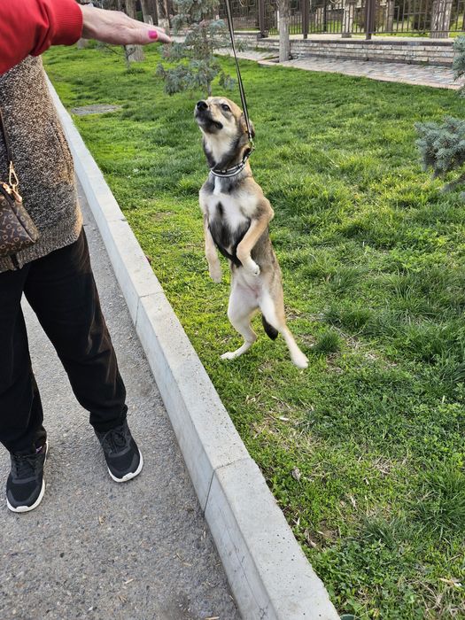 Дворняжка девочка. В Добрые Руки!