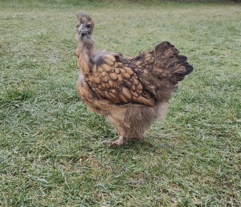 Găini pitice ( pereche )