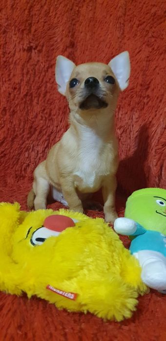 Щенок чихуахуа мальчик