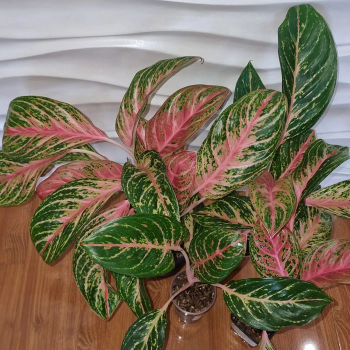 Цветы комнатные Аглаонемы