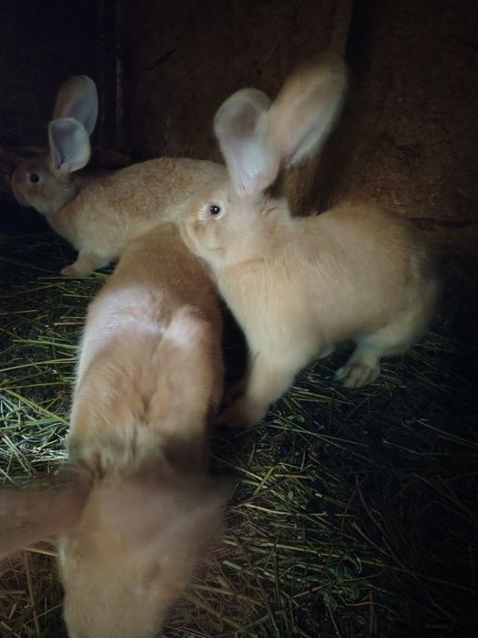 Vând iepuri de companie