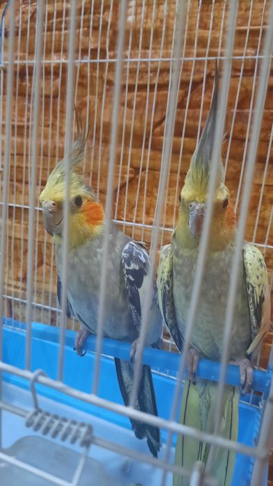 Готовая пара карелл