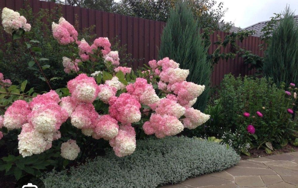 Гортензия метельчатая