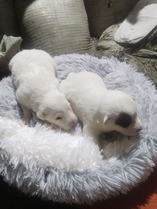 Щенки отдам в хорошие руки