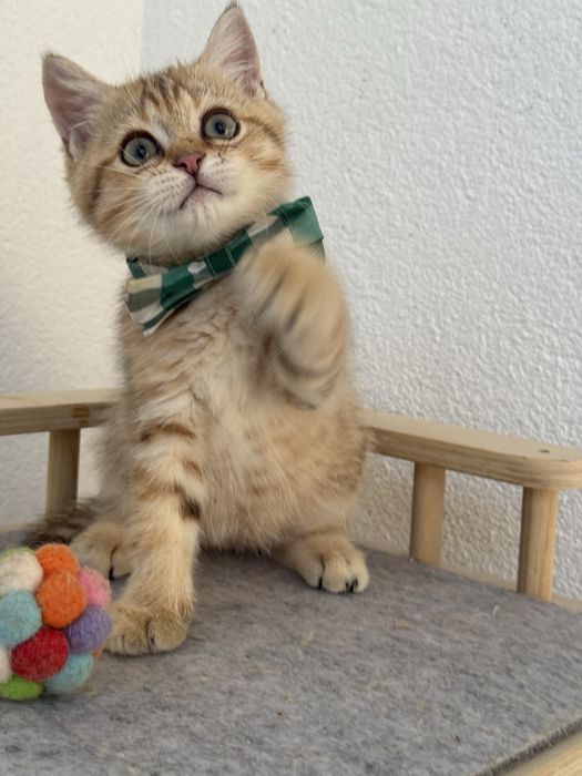 British shorthair golden