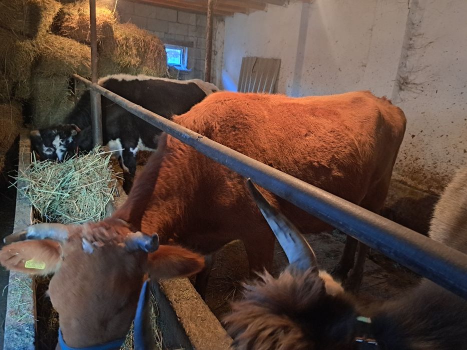 Коровы стельные.