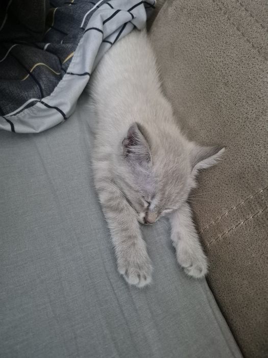 Отдам котёнка девочку