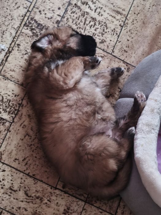 Отдам щенков в любищие руки