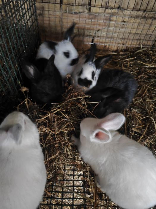 Калифорнийски зайци,пеперуда и други