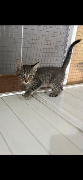 Отдам котенка в добрые руки