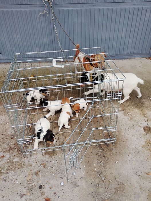 Малки Джак ръсел Териер