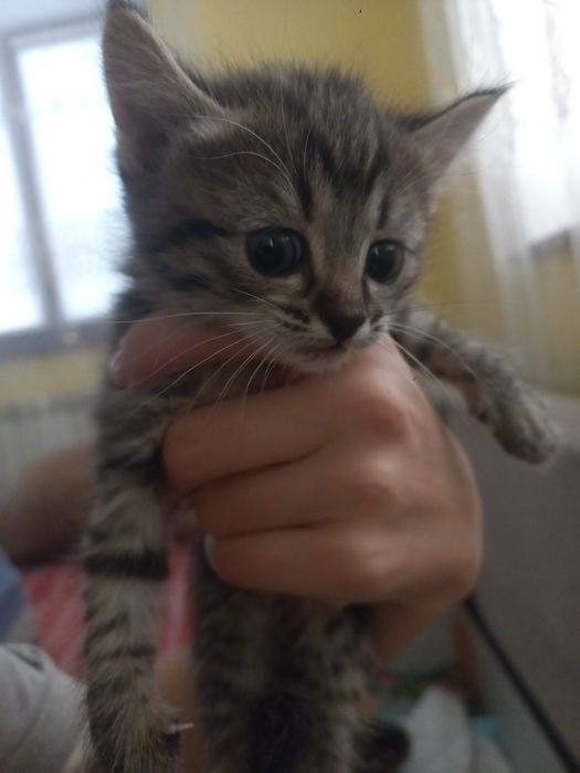 отдам трех котят