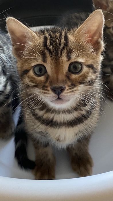 Продам котёнка бенгала, девочка