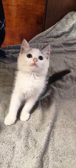 Отдам котят в хорошие руки