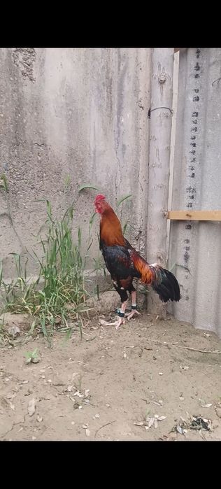 Дакан петух Шолпан